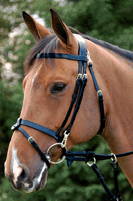 Preview: Dyon Bridle with Snaps
