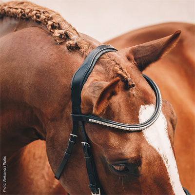Preview: Schockemöhle Sports Bridle Equitus Omega