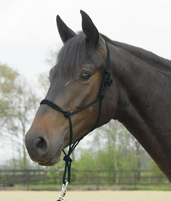 Preview: Busse Knotted String Halter Standard