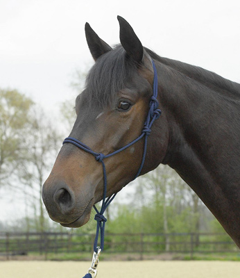 Preview: Busse Knotted String Halter Standard