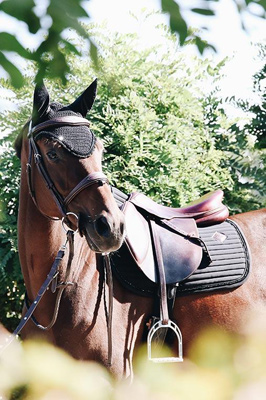 Preview: Kentucky Horsewear Saddle Pad Pearls