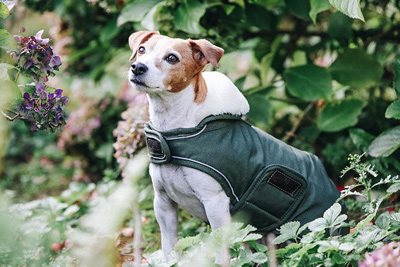Preview: Kentucky Dog Coat Waterproof