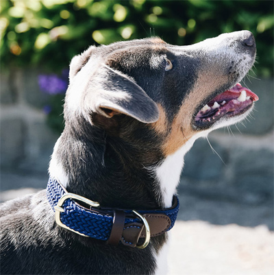Vorschau: Kentucky Geknüpftes Nylon Hundehalsband