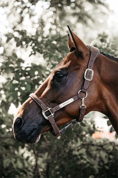 Preview: Kentucky Horsewear Anatomic Suede Halter
