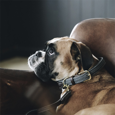 Preview: Kentucky Dog Collar
