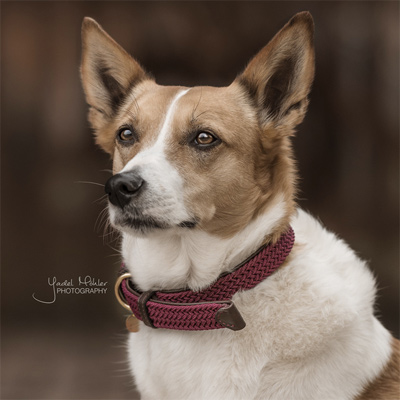Vorschau: Kentucky Geknüpftes Nylon Hundehalsband