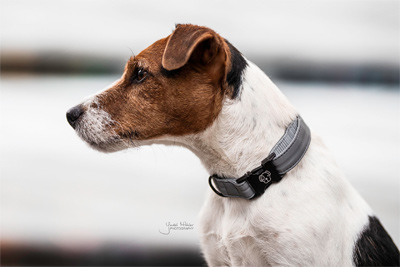 Preview: Kentucky Dog Collar Reflective