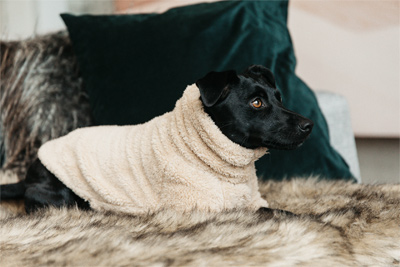 Preview: Kentucky Dog Blanket Teddy Fleece