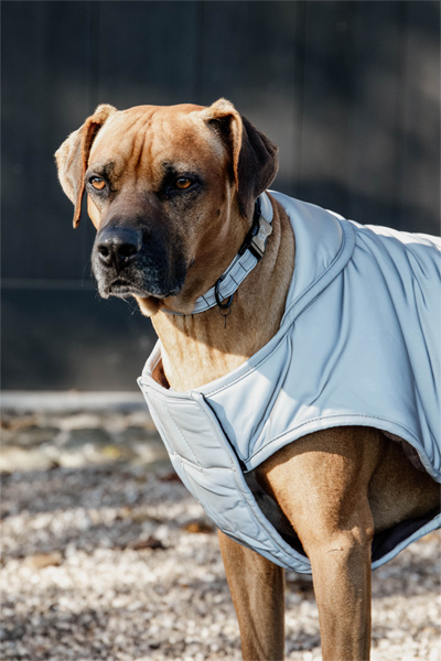 Preview: Kentucky Dog Blanket Belly Cover | 150g