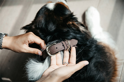 Preview: Kentucky Dog Collar Leather Velvet
