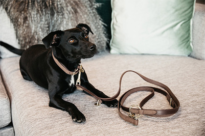 Preview: Kentucky Dog Leash Leather Velvet