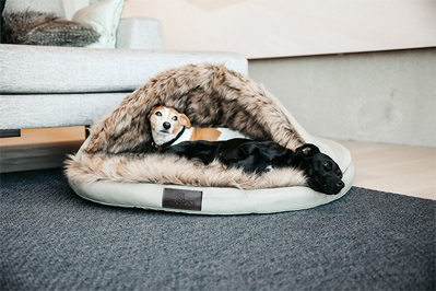 Preview: Kentucky Dog Bed Igloo