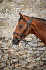 Preview: Dyon Bridle Difference