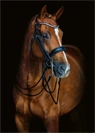 Preview: Schockemoehle Sports Anatomical Double Bridle Venice