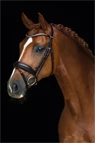 Preview: Schockemoehle Sports Anatomical Bridle Concord