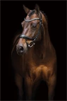 Preview: Schockemoehle Sports Anatomical Bridle Equitus Beta