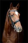 Preview: Schockemöhle Sports Double Bridle Barcelona