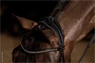 Preview: Schockemöhle Sports Bridle Westminster