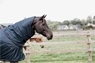 Preview: Kentucky Horsewear Waterproof Combo Fly Rug Classic