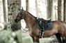 Preview: Kentucky Horsewear Anatomic Leather Halter