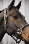 Vorschau: Kentucky Horsewear Anatomisches Leder Halfter
