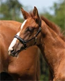Preview: QHP Foal Halter Leather Lupine