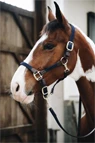 Preview: Kentucky Horsewear Halter Plaited Nylon