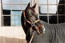 Vorschau: Kentucky Horsewear Halfter Plaited Nylon