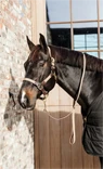 Preview: Kentucky Horsewear Halter Plaited Nylon
