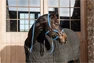 Vorschau: Kentucky Horsewear Halfter Plaited Nylon
