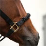 Vorschau: Kentucky Horsewear Kontrollhalfter