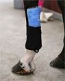 Preview: Kentucky Horsewear Tendon Grip Sock