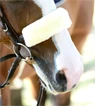 Vorschau: Kentucky Horsewear Nasenriemen-Abdeckung
