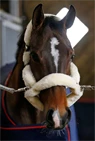 Vorschau: Kentucky Horsewear Lammfell Transport Halfter