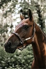 Vorschau: Kentucky Horsewear Leder Halfter Flexibel