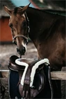 Vorschau: Kentucky Horsewear Stollenschutzgurt Schaffell Special