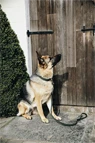 Preview: Kentucky Dogwear Plaited Nylon Dog Lead 120cm