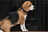 Vorschau: Kentucky Dogwear geknüpfte Nylon Hundeleine 120cm