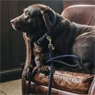 Vorschau: Kentucky Dogwear geknüpfte Nylon Hundeleine 120cm