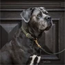 Vorschau: Kentucky Dogwear Geknüpftes Nylon Hundehalsband