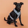 Vorschau: Kentucky Dogwear Hundegeschirr Aktiv Reflektierend