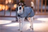 Vorschau: Kentucky Dogwear Hundemantel Reflective & Water Repellent