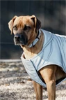 Vorschau: Kentucky Dogwear Hundemantel Reflektierend &amp; Wasserabweisend Bauchlatz | 150g